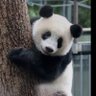 かわいいシャン profil fotoğrafı