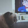 LaRose profil fotoğrafı