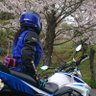 Profilbild von ぴこりん