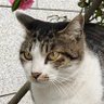 かれーな's profile picture