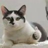 鬼井佐間 profil fotoğrafı