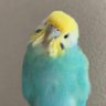 そらポポ&ぷく profil fotoğrafı