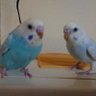 かっちゃん🦜's profile picture
