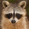 Bebzun's profile picture