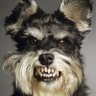 Profilbild von Angry Dog