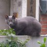 Фото профиля Ruthcat