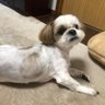 ちょぼ🐶🍌🧡 profil fotoğrafı