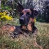 Carlos M. Jaramillo's profile picture