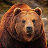 IrishbearO's profile picture