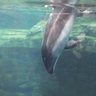 Фото профиля イルカが好き