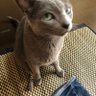 Profilbild von チョリン
