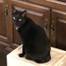 クズリ 的头像