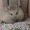 Caka's profile picture