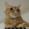 iᴄᴀᴛʙᴏx's profile picture