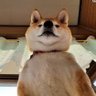 Profilbild von 収集癖