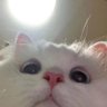 Le profil fotoğrafı