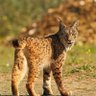 Фото профиля lynxpardinus