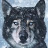 Собака Того profil fotoğrafı