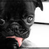 XOXOgossipdog's profile picture