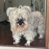 ネコ派の犬 的头像