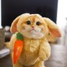 Фото профиля 菜菜