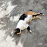 Nasska profil fotoğrafı
