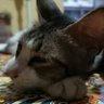 Kucing rebahan profil fotoğrafı