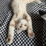 Punny Yu (🐨🐰:🦊🐯) profil fotoğrafı