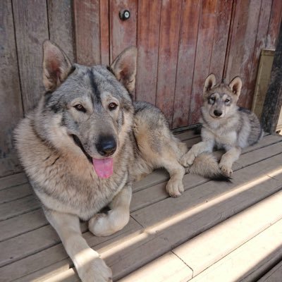 wolfdog.kyoto's profile picture