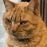−🐈 Taka 🐈– 的头像