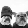 Ben & Nuts's profile picture