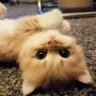 A List profil fotoğrafı