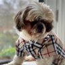 Master PugWash's profile picture