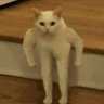 Mumen Rider's profile picture
