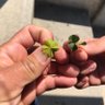 Фото профиля つぐりんママ