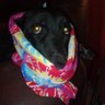Labratarian Retriever profil fotoğrafı