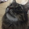 Fatoş Cirit 的头像