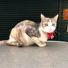Kira profil fotoğrafı