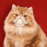 RedSinner®'s profile picture
