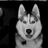 Profilbild von SNY6KLR