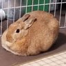 ★むぎ(9歳)★ 的头像