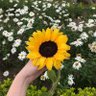 ☘☘ด้วยรักและผักชี ☘☘ profil fotoğrafı
