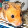 Profilbild von roborat