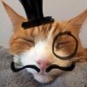 🇬🇧 Monsieur Pussycat 🇬🇧 🗽's profile picture