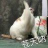 xiaoxi profil fotoğrafı