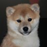 Profilbild von yumimama