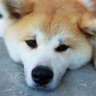 慎@メモデフ民 profil fotoğrafı
