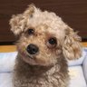 けんぼー 的头像