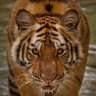 Big Cat 的头像