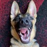 Profilbild von Motorhead_7791